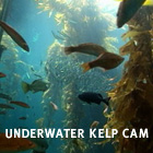 underwaterkelp.jpg